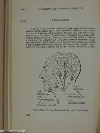 Functionalis anatomia 2.