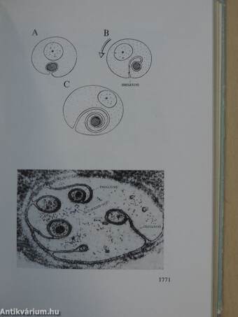 Functionalis anatomia 3.