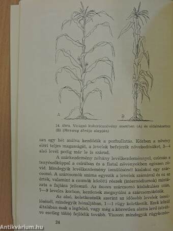 A csemege- és a pattogatni való kukorica termesztése