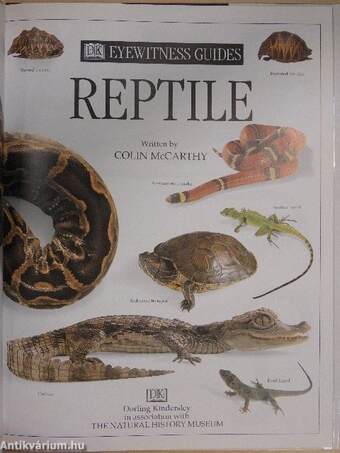 Reptile