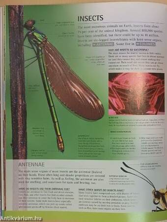 e.encyclopedia