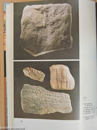 Das große Fossilienbuch