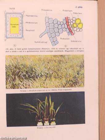 Növényélettan I.