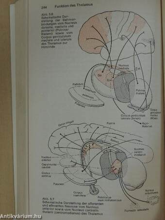 Neurologisch-topische Diagnostik