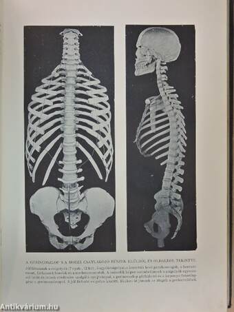Az ember testi és lelki élete, egyéni és faji sajátságai I. (töredék)