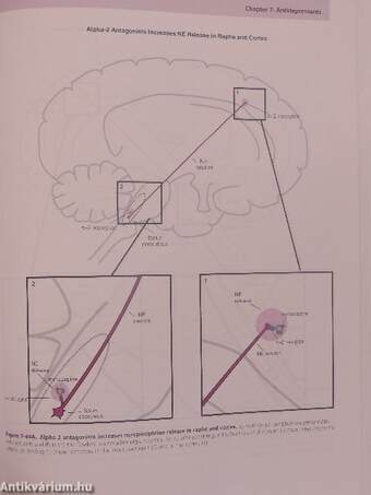 Mood Disorders and Antidepressants