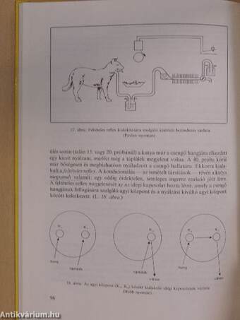 Bevezetés a pszichológiába