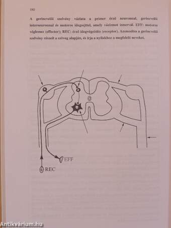 Anatomia essentialis I.