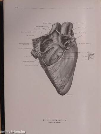 Az ember anatómiájának atlasza II. (töredék)