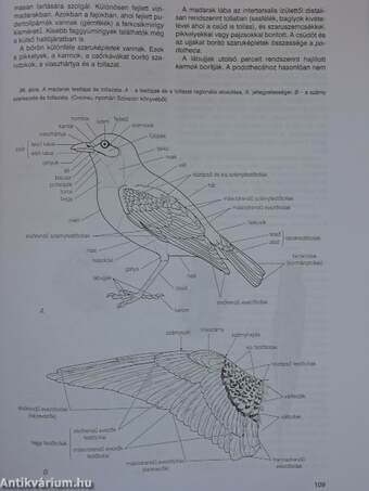 Összehasonlító anatómiai praktikum II.