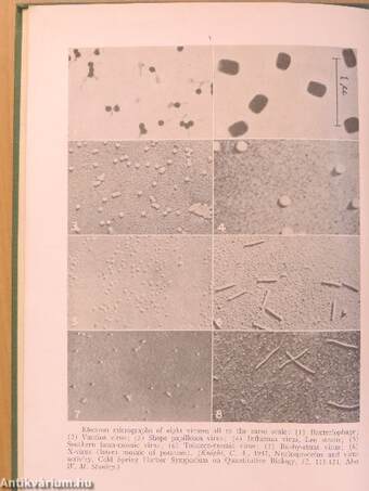 Viral and Rickettsial Infections of Man