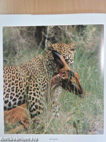 The Leopards of Londolozi