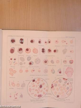 Das Blutbild und seine klinische Verwertung mit Einschluss der Tropenkrankheiten