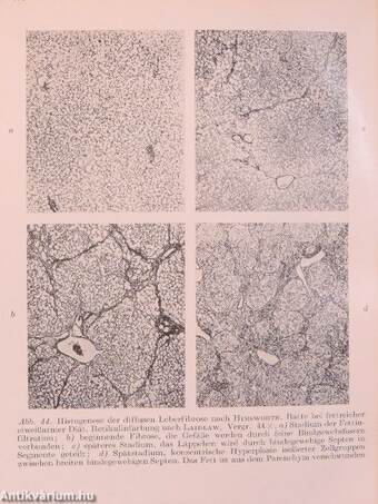 Physiologie und Experimentelle Pathologie der Leber