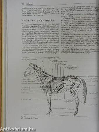 A háziállatok funkcionális anatómiája