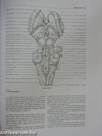 A háziállatok funkcionális anatómiája