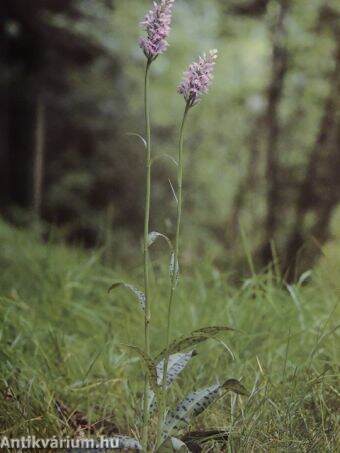 Wunder Wald