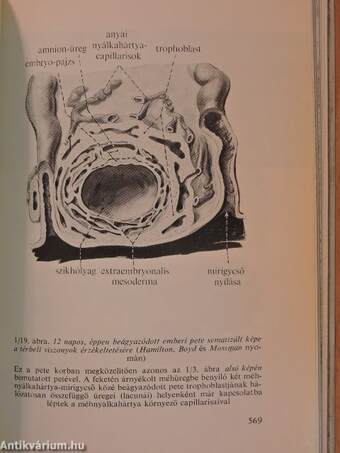 Functionalis anatomia 1-3.