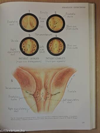 A Collection of Urogenital Drawings