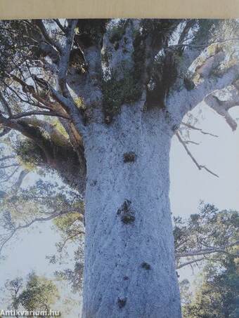 Remarkable Trees of the World