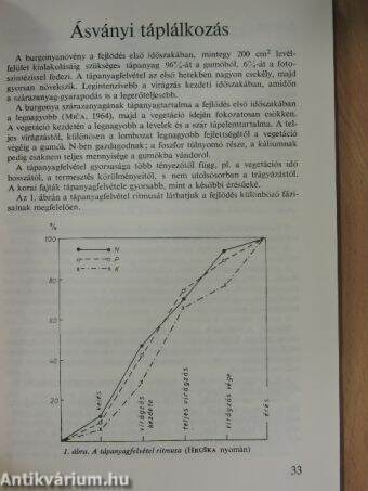 A burgonya termesztése