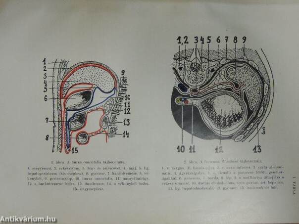 Sebészklinikai előadások III.