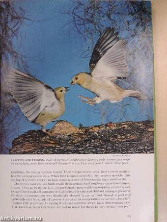 Song and Garden Birds of North America