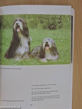 A bobtail és a bearded collie