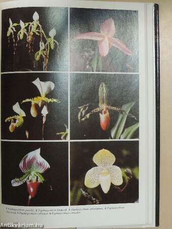 Orchideen