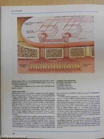 Az emberi test