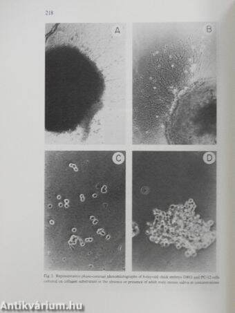 Neuroscience Research February 1987