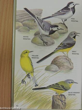 A Handguide to the Birds of Britain and Europe