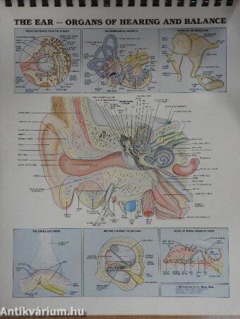 The Anatomical Chart Series