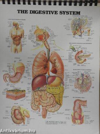 The Anatomical Chart Series