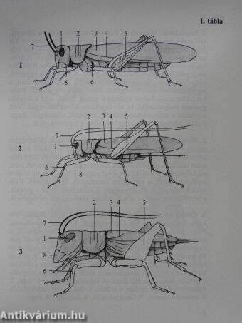 Sáskák, szöcskék, tücskök