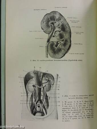 A vese üregrendszerének patofiziológiája és műtétei