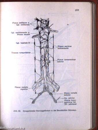 Taschenbuch der Anatomie III. (töredék)