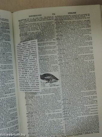 Webster's Collegiate Dictionary (rossz állapotú)