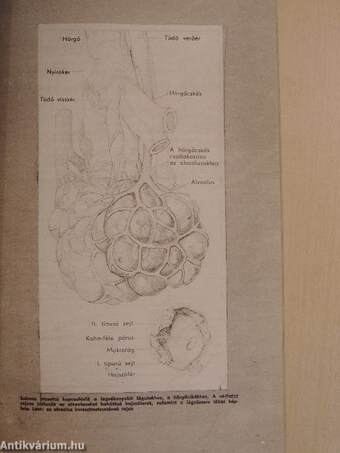 Univerzum 1974/1-12.