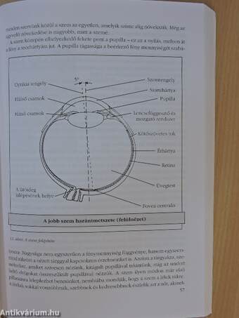 Termékergonómia és termékpszichológia