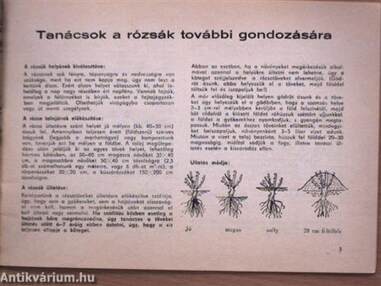 Horváth rózsakertészet 1989. őszi - 1990. tavaszi Rózsafajtajegyzéke