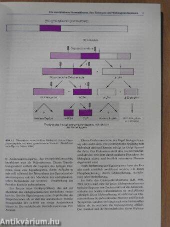 Klinische Endokrinologie für Frauenärzte