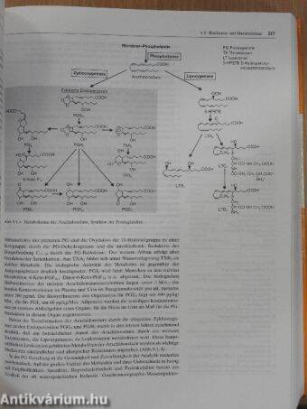 Lehrbuch der Hypertonie