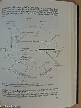 Klinikai endocrinologia 1. (töredék)