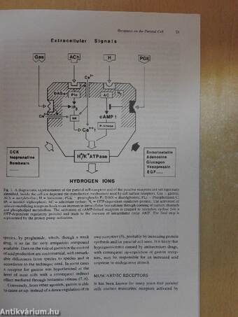 Acid-Related Disorders: A Decade after the Introduction of H2-Receptor Antagonists