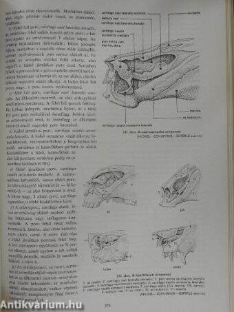 A háziállatok funkcionális anatómiája II.