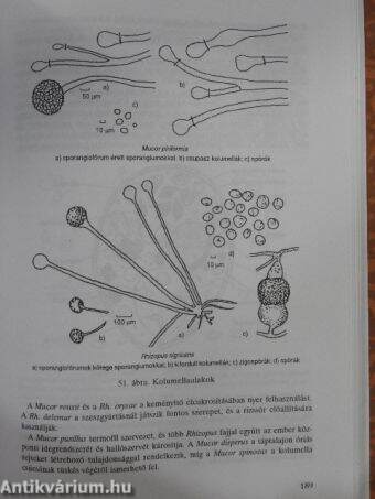 Mezőgazdasági mikrobiológia