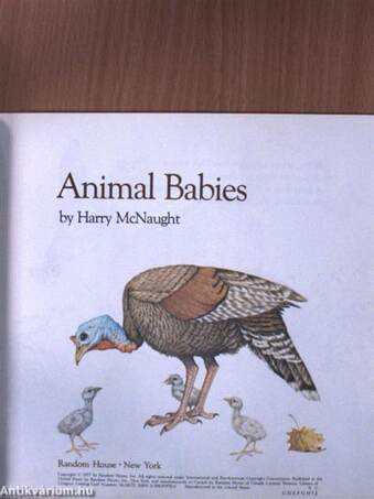 Animal Babies