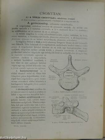 Az ember anatomiájának atlasza I. (töredék)