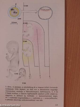 Hogyan lesz a petesejtből ember?